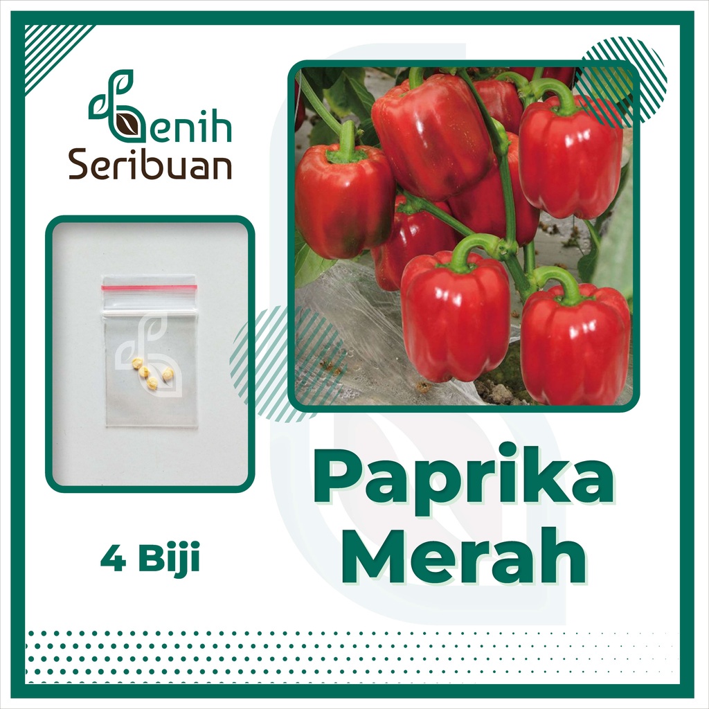 Benih Seribuan - 4 Bibit Sayuran Paprika Merah F1 Hibrida