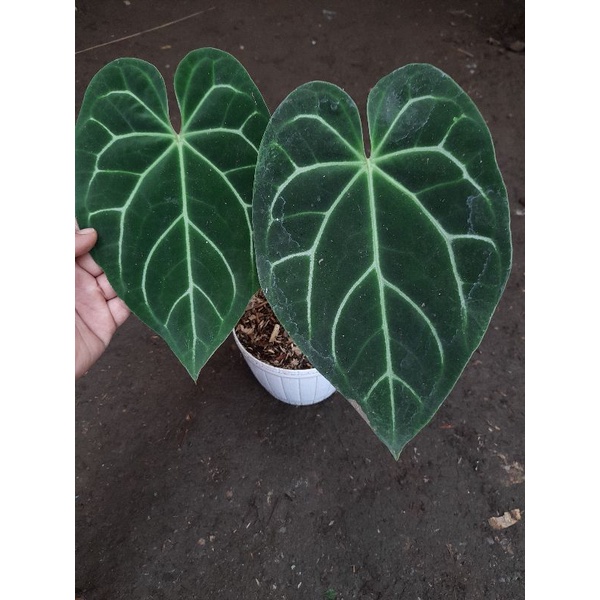 anthurium petir / regale sunda