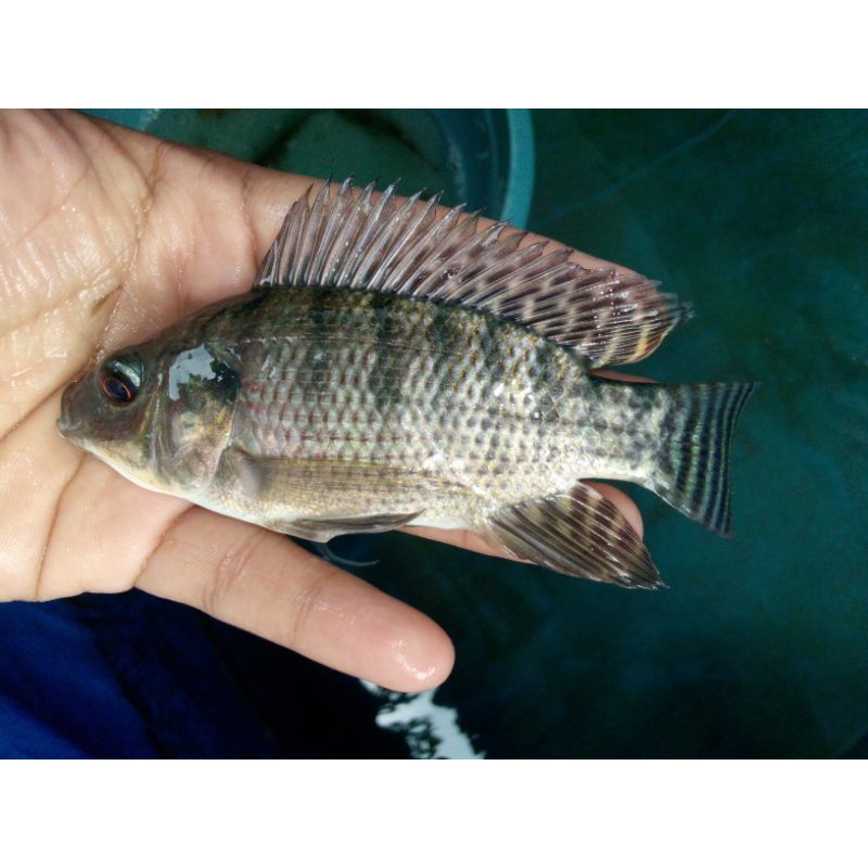 Bibit ikan nila hitam size nyilet