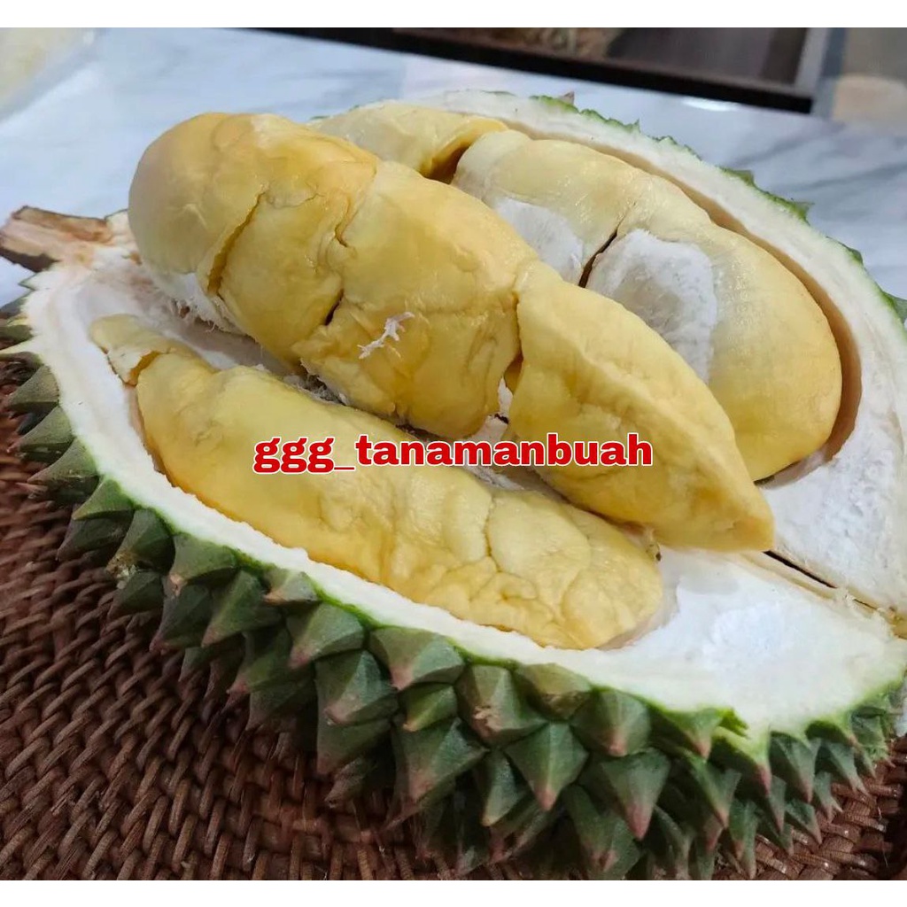 Bibit Durian Chane Super