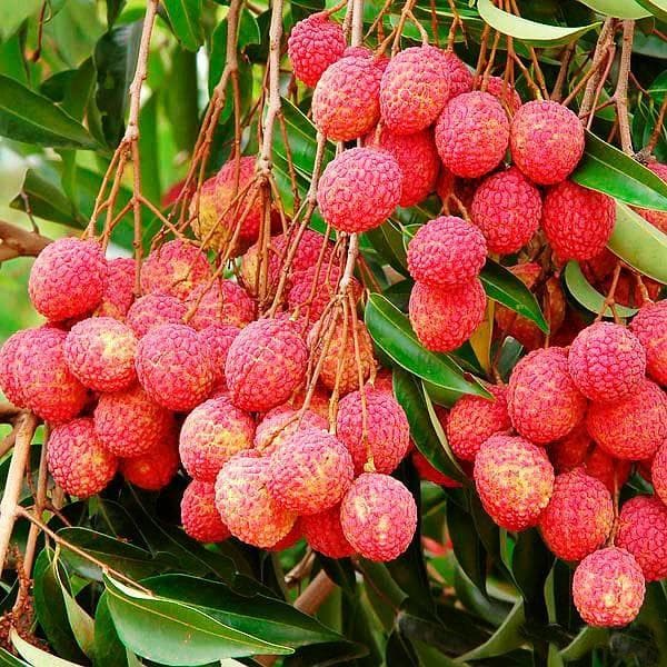 Benih Bibit Biji - Buah Leci Manis Lychee (Litchi chinensis) Fruit Seeds - IMPORT