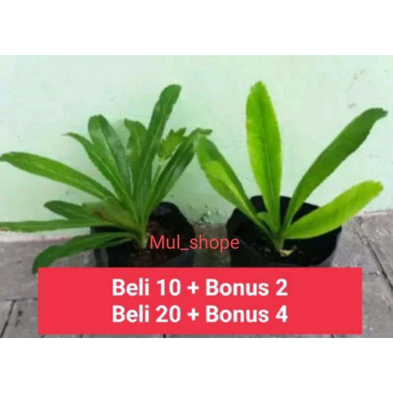 walang sangit umpan pancing walang sangit/daun/akar/walang sangit