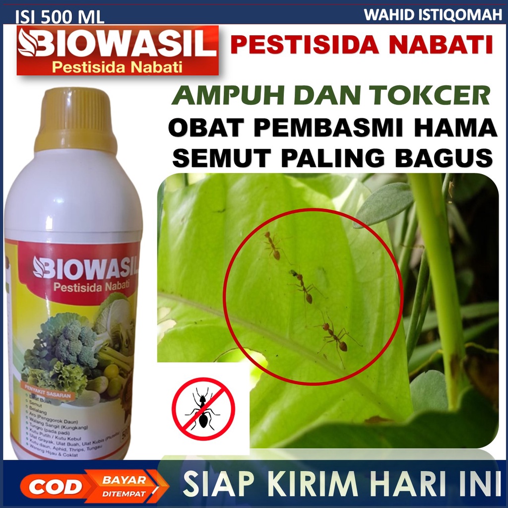 (PALING LARIS) Obat Hama semut hitam Cabe Paling Ampuh Sudah terbukti mampu untuk mencegah dan memba