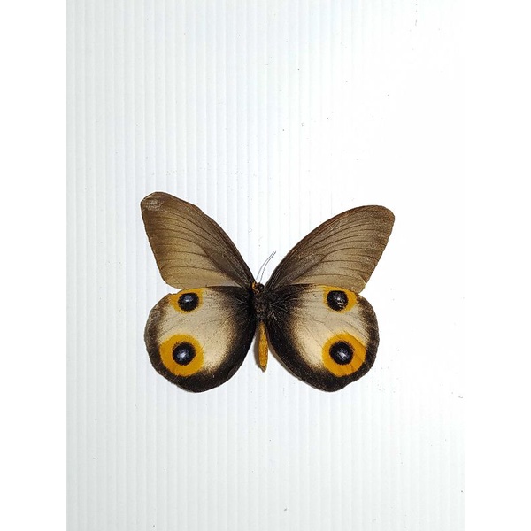 AWETAN SERANGGA KUPU KUPU HORSFIELDI