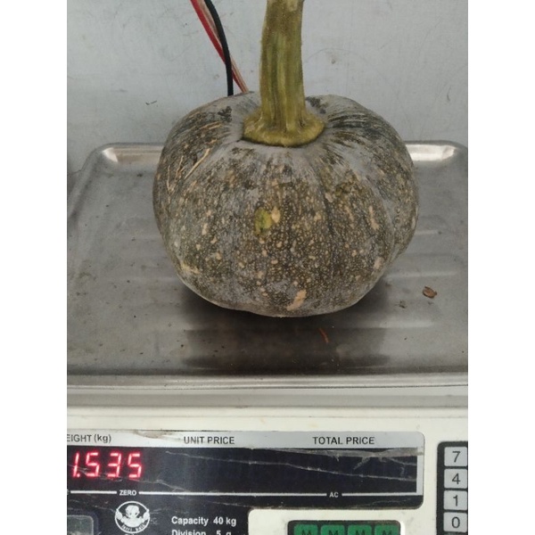 

BUAH LABU, berat lebih kurang 1.5 Kg. Pengiriman Dari Medan.