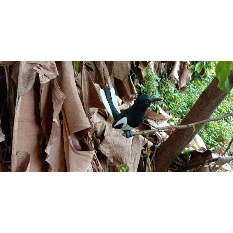 jontrot burung Kacer sayap keatas