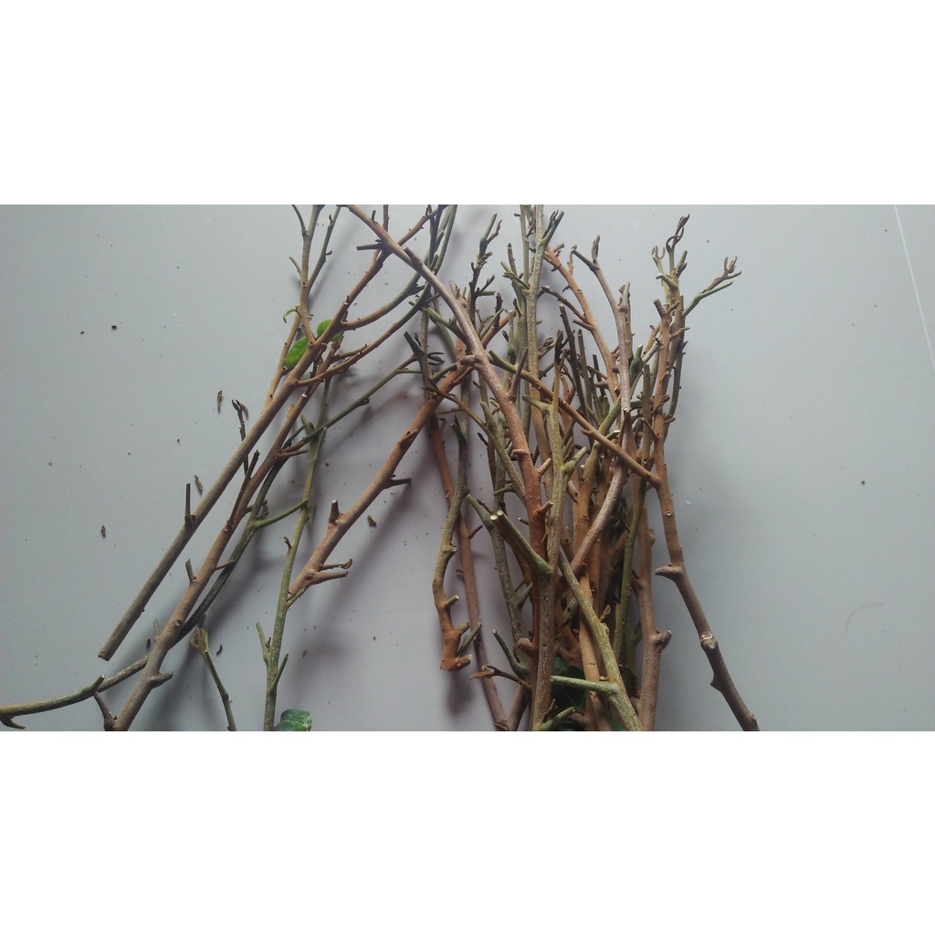 Entres Kelengkeng Merah