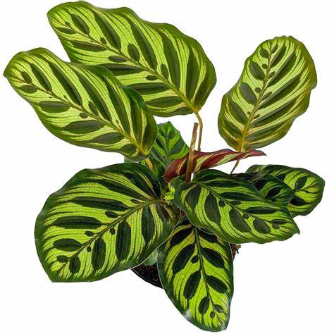 Tanaman Hias Calathea Makoyana - Calathea Macan