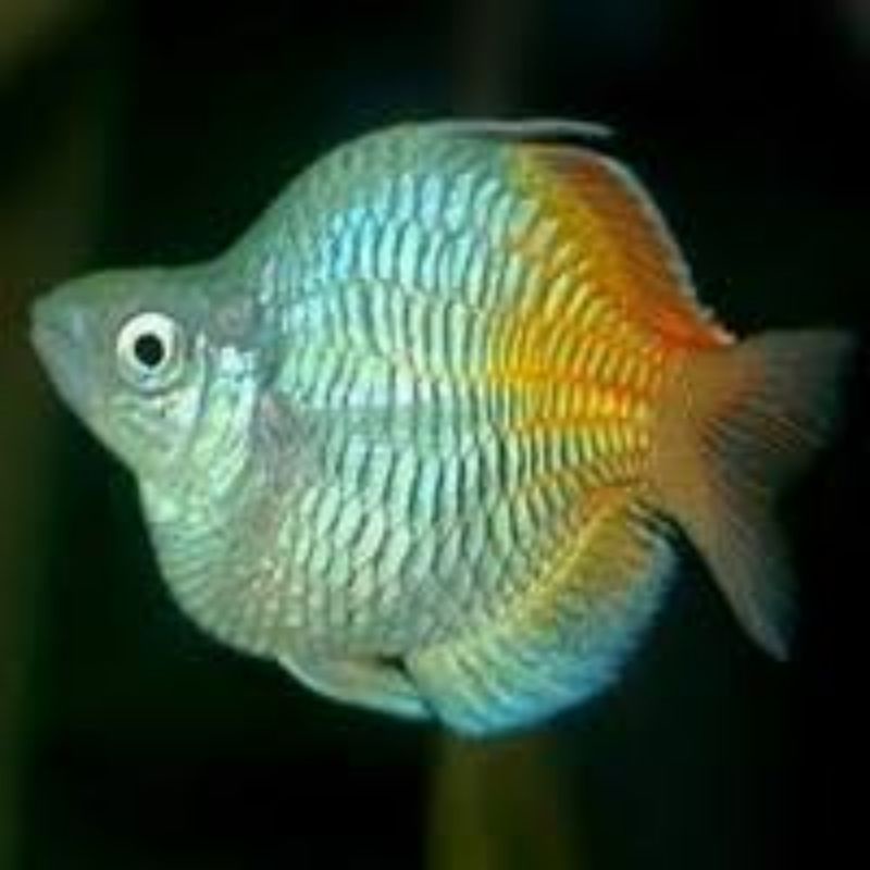 Rainbow bosemani Balon