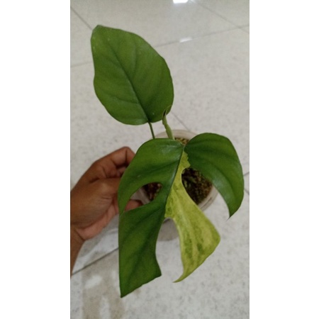 rhapidopora tetrasperma varigata