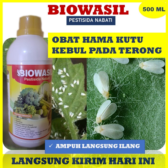 obat hama kutu kebul paling ampuh - BIOWASIL 500ML - Obat anti hama tanaman terong kutu putih