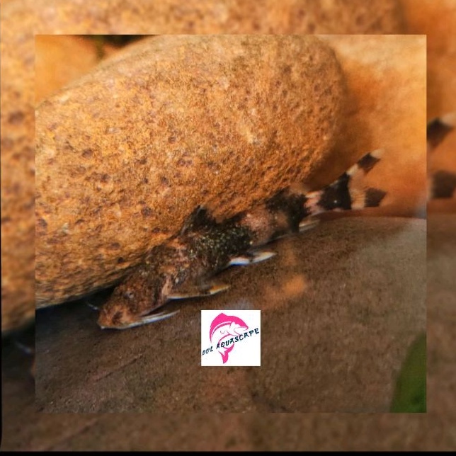 ikan hias kehkel algaeter|ikan pembersih dasar aquarium|kolam