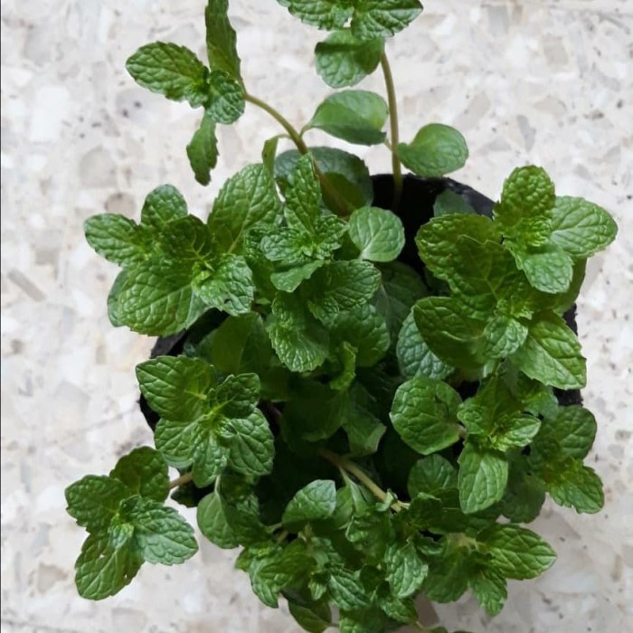 

Terlaris ✨ - Tanaman mint/bumbu masakan/rempah 2.1.23
