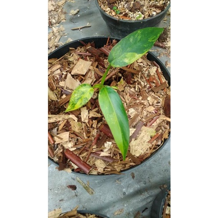 Philodendron Domesticum Varigata