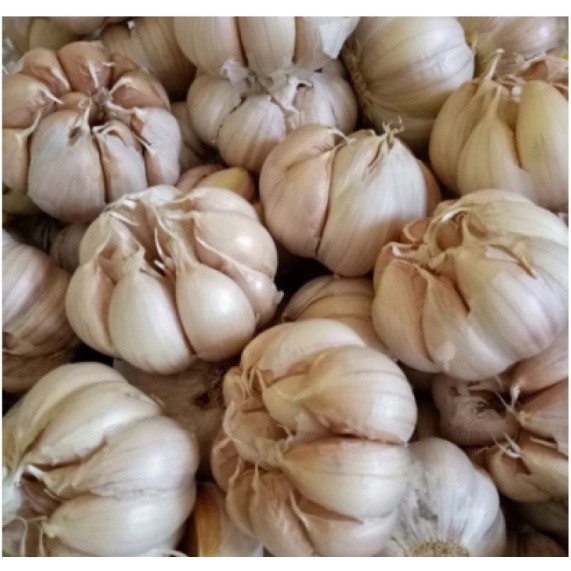 

Bawang Putih Regular / Bawang Putih Honan 1 Kg