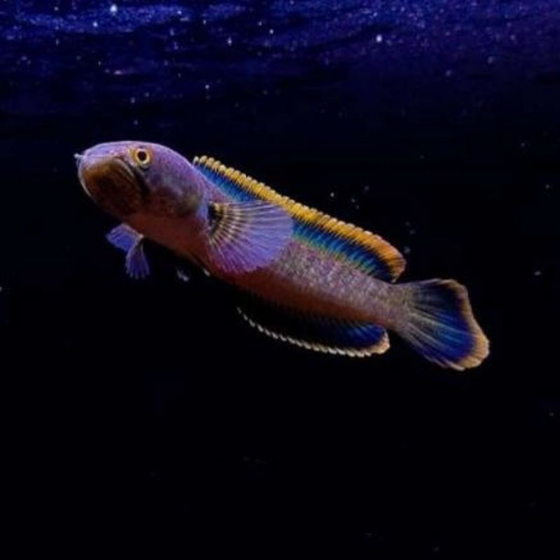 channa limbata 8-10 cm rim tebal baca deskripsi