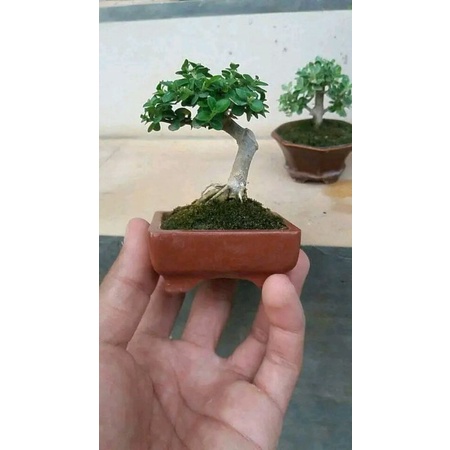 bonsai sancang mame hidup 17k