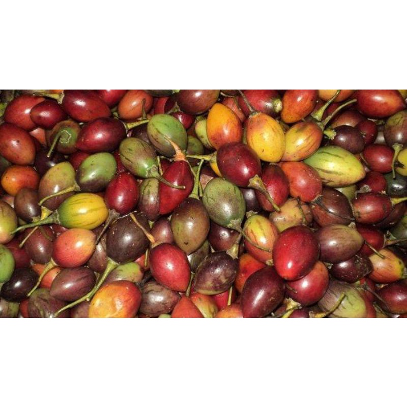 

TERONG BELANDA TERONG KORI