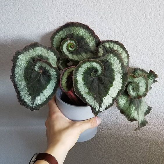 Tanaman Hian Begonia Keong