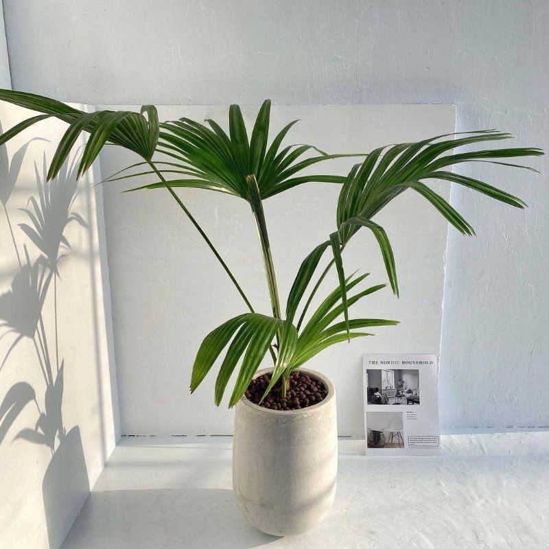 ( TERMURAH) Tanaman hias Palem Bintang kipas Bisa indoor outdoor- tanaman hias hidup palem bintang- 