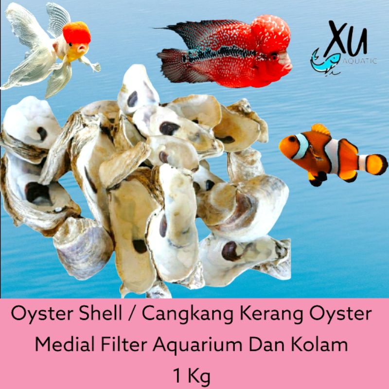 OYSTER / MEDIA FILTER CANGKANG OYSTER GRADE A / OYSTER SHELL KULIT KERANG TIRAM