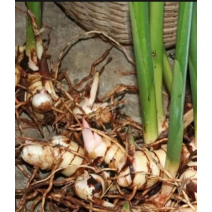 BIBIT LENGKUAS / LAOS PUTIH 2 BATANG