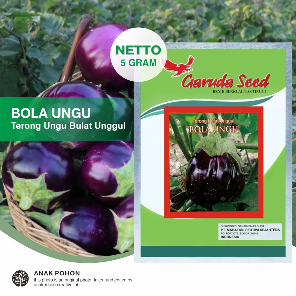 (1 PACK) Benih Terong Bulat Unggul BOLA UNGU Seeds - Garuda Seed - 5 GRAM