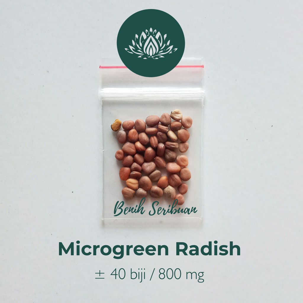 Benih Seribuan - 40 Bibit Microgreen Green Radish Sprout Organik