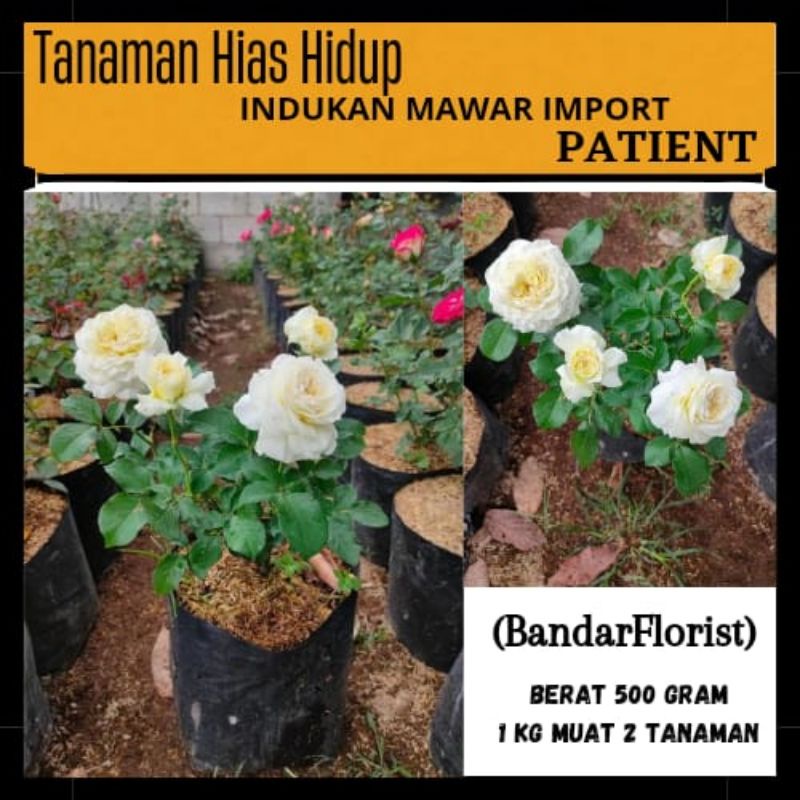 Mawar Indukan Import Patient - Mawar Indukan Import -Tanaman Hidup
