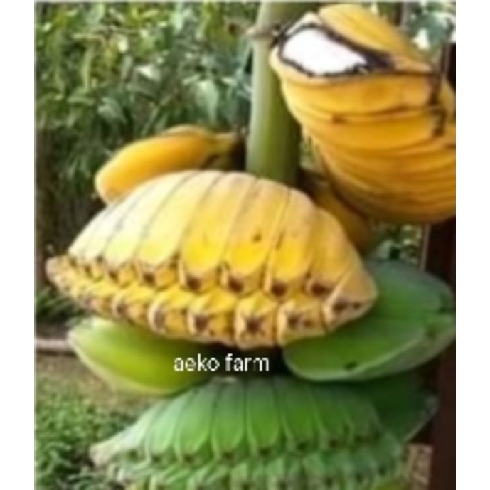 

Dikirim 1-2 hari, Bibit PISANG PRAYING HAND Asli Kepok Amerika Double Jumbo, kwalitas premium