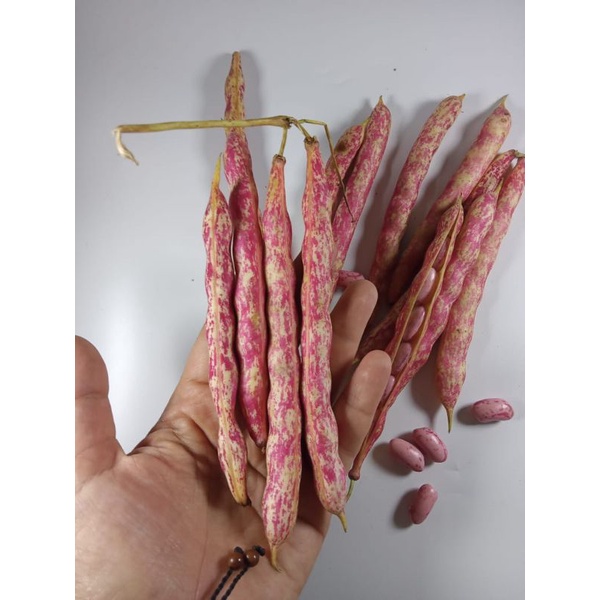 

sayur kacang merah segar 250gr