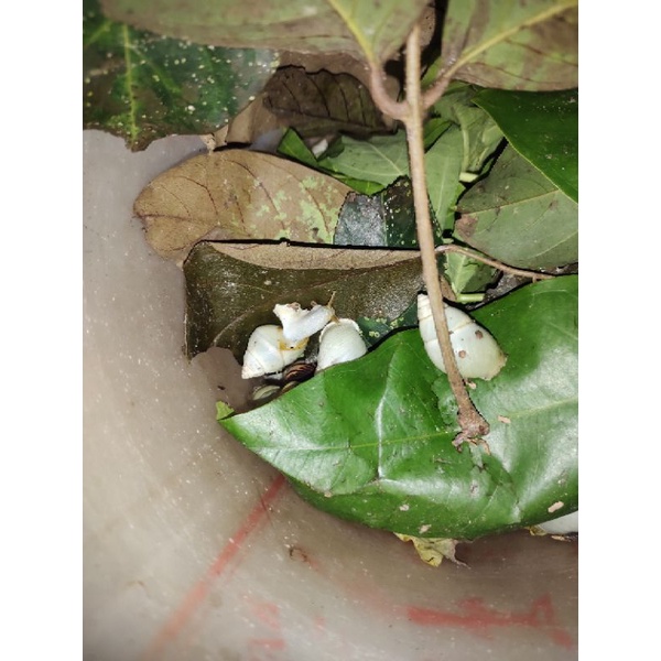 siput putih albino / bekicot putih albino / keong hias