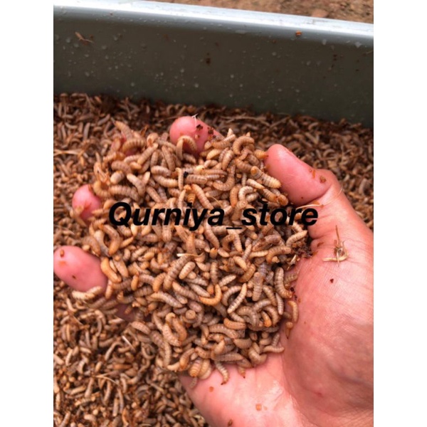 Maggot bsf fresh (hidup) 1kg, umpan galatama / pakan ternak