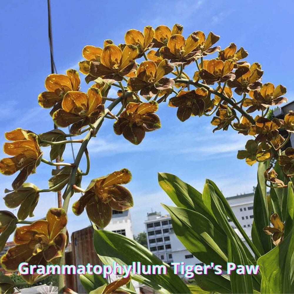 Anggrek Grammatophyllum Tiger's Paw - gramma