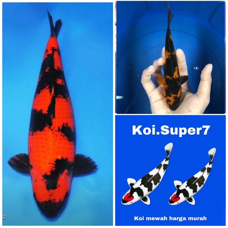 PROMO KOI HIUTSURI ASLI BLITAR SIZE 8-10cm