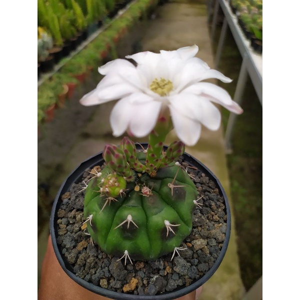 Kaktus Gymnocalycium Damsi Purple | kaktus dan sukulen