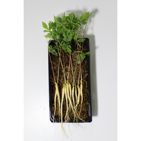

Korean Mountain Fresh Ginseng Sprout (ready-to-eat) - 10 buah
