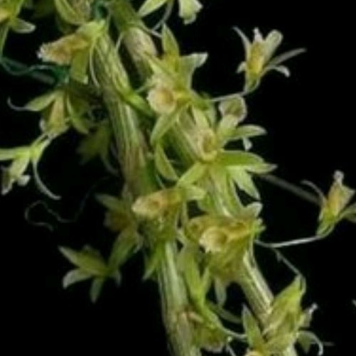 anggrek  dendrobium  stuartii