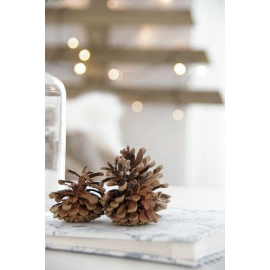 Biji Buah Pinus Alami/Hiasan Foto/Biji Pinus