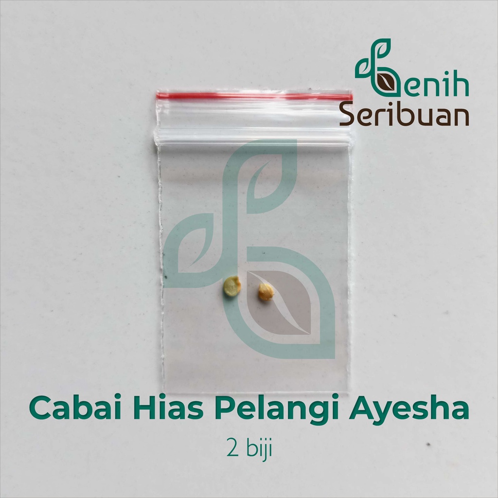 Benih Seribuan - 2 Bibit Cabe Pelangi Ayesha Rainbow Unggul