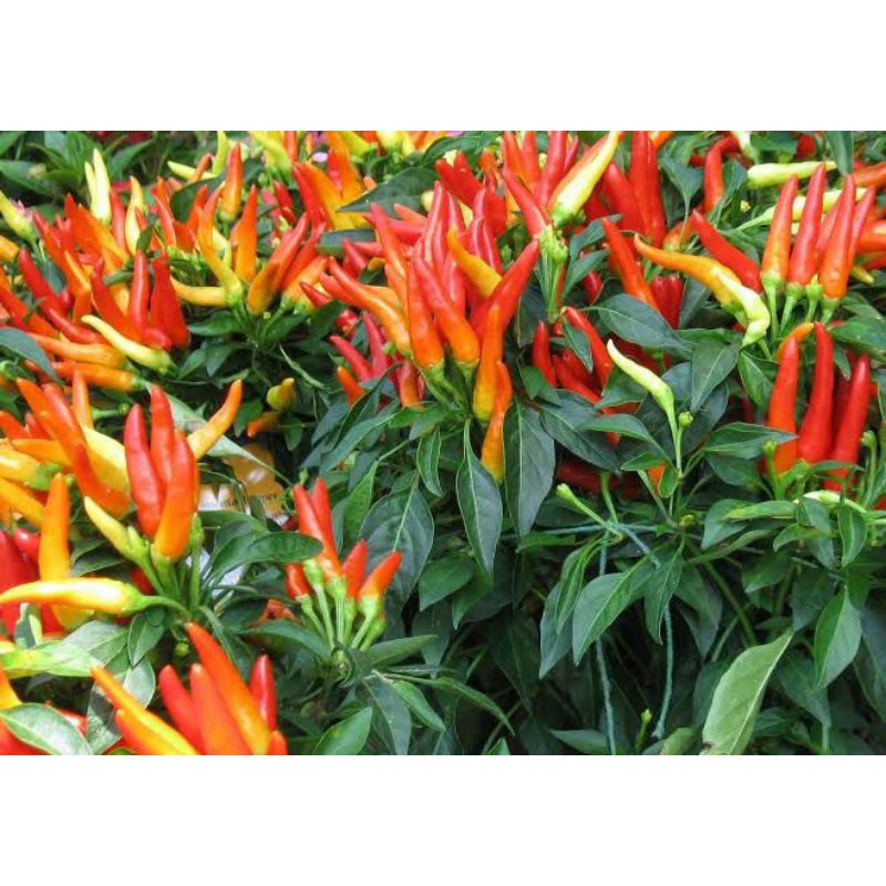 

35 Biji Bibit Cabai Setan - CABE RAWIT SETAN 35 biji / bibit / benih CABE SUPER PEDASS