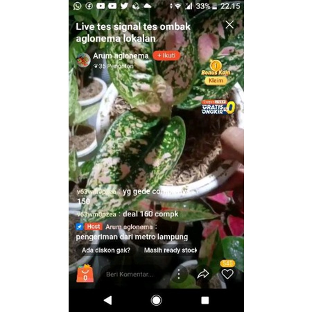 aglonema ruby compacta