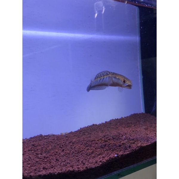 MARU YS YELLOW SENTARUM 10-12