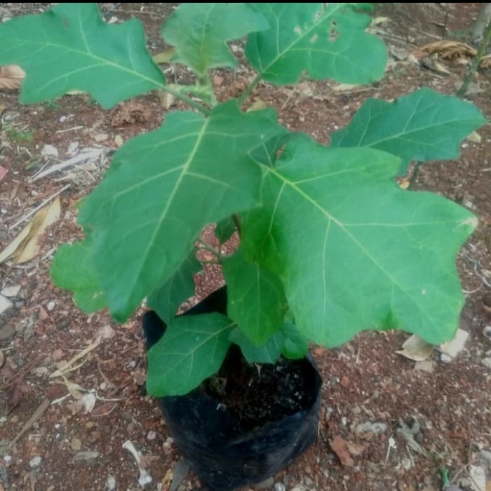Jual Pohon Tekokak / Rembang - Bibit Tanaman pohon Buah Rimbang ...