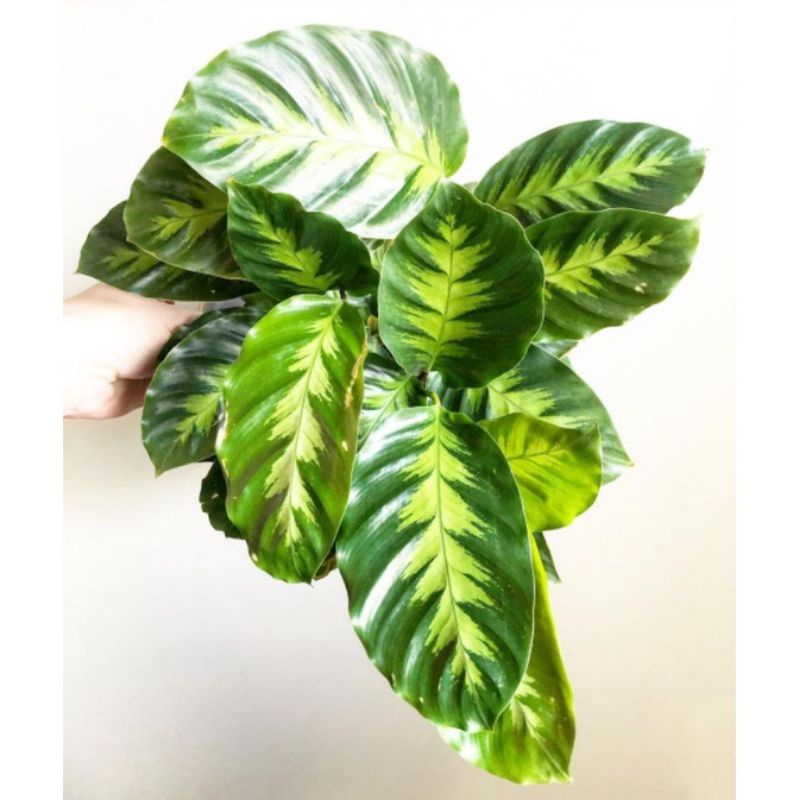 ( TERMURAH) Tanaman hias calathea misto alberti murah indoor outdoor- tanaman hias hidup calathea mi
