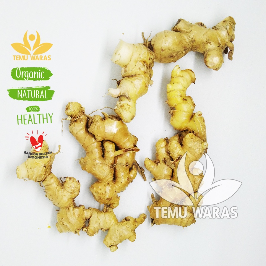 

Lempuyang Emprit Segar 1kg atau Puyang Organik - Gunung Kidul