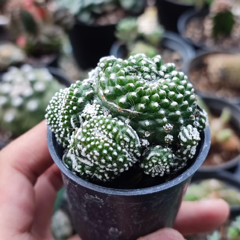 Kaktus Notocactus Scopa Inermis Crested Ownroot tanpa duri