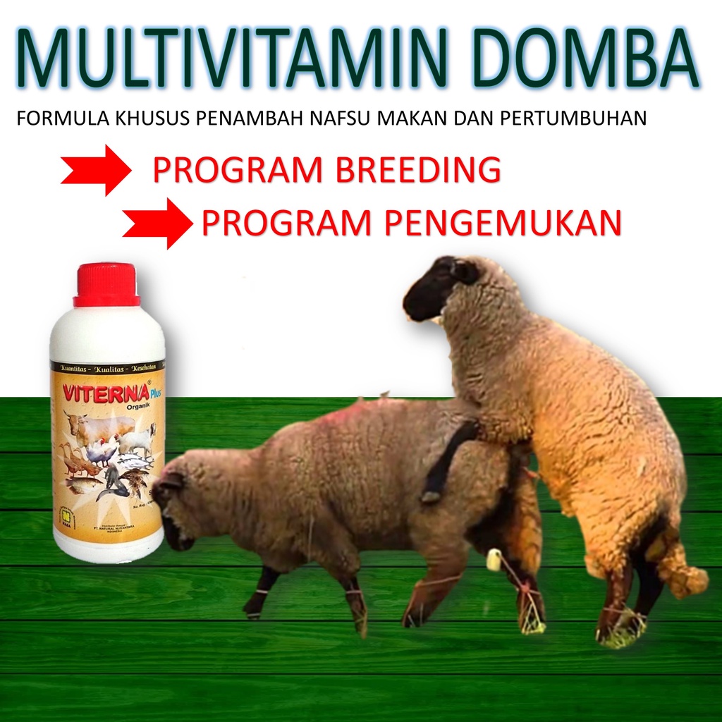 Vitamin Suplemen Untuk Penggemukan Ternak Domba Garut Biar Cepat Besar Penambah Nafsu Makan Dan Menjaga Stamina Ternak