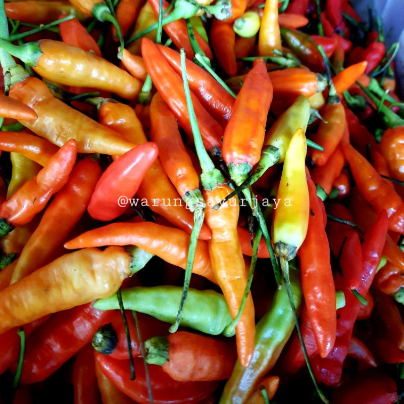 

Cabai Rawit Merah / Cabe Setan