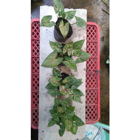 Syngonium Mini Allusion